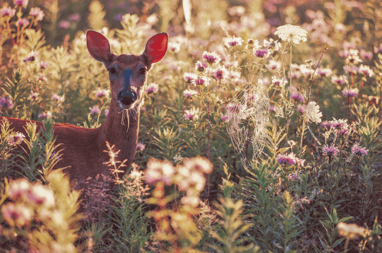 Deer Prints