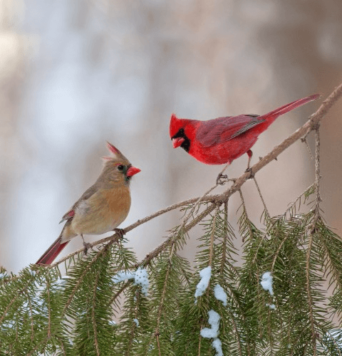 Cardinal Pair In Pine