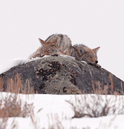 Coyotes On Rocks