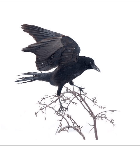 Crow Left