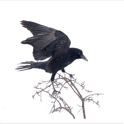 Crow Left | Stranger in the Woods