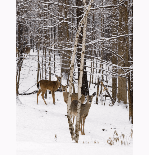 Deer In Birch