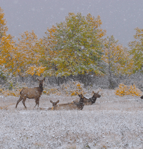 Elk Family In Snowfall