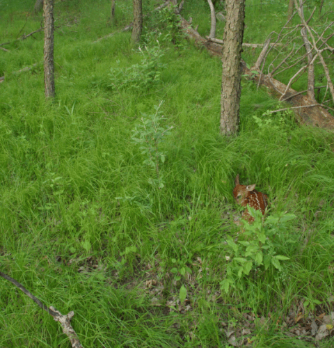 Fawn Hiding In Grasses