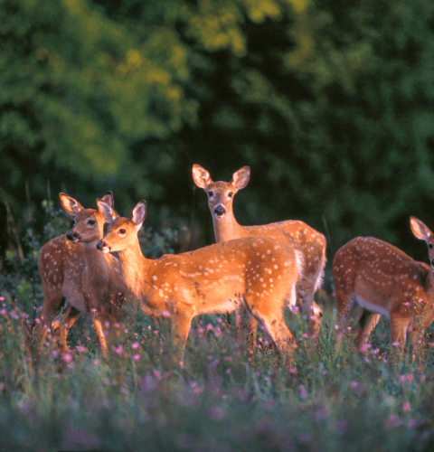Four Fawns