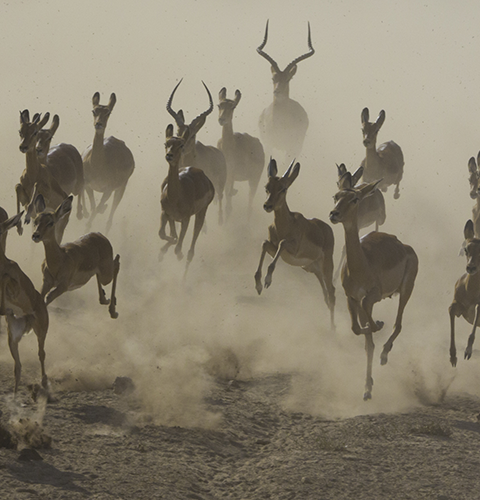Impalas In The Dust