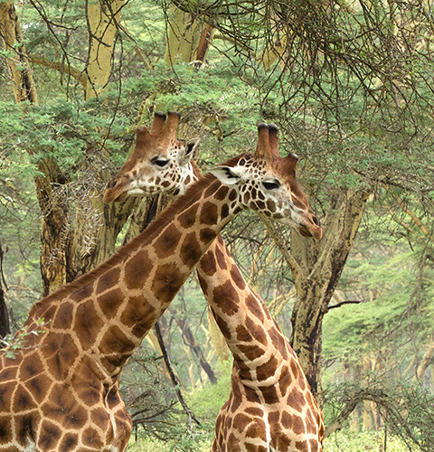 Giraffes With Crossed Necks