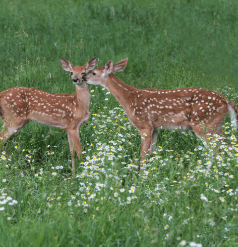 Kissing Fawns