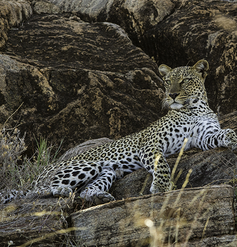 Leopard On The Rocks