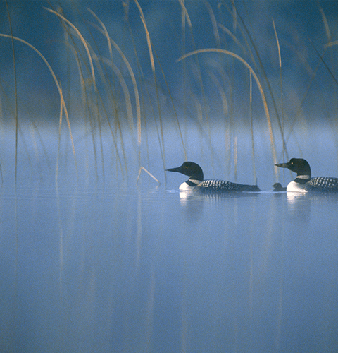 Loons In The Mist
