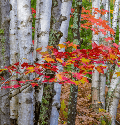 Maple Birches
