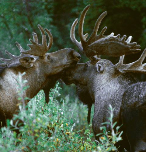Moose Gentle Giants