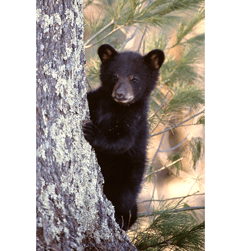 Single Bear Cub