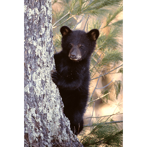Single Bear Cub Stranger In The Woods