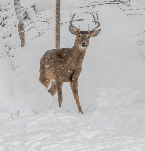 Snowfall Buck